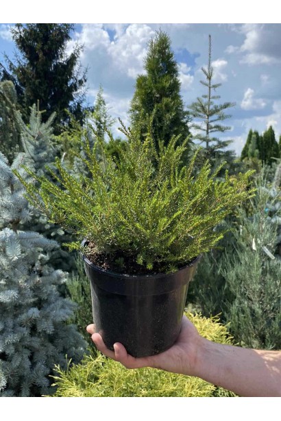 Эрика дарленская Дарлей Дэйл - 3л/вис.10-15см/Ø20-30см